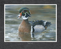 Wood Duck
